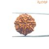 7 Mukhi Nepal Rudraksha (22.96 Mm) 14 7-Mukhi-Nepal-Rudraksha-22.96-Mm-Bp-C.jpg