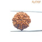 7-Mukhi-Nepal-Rudraksha-22.96-Mm-Bp-C.jpg