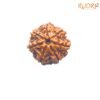 7 Mukhi Nepal Rudraksha (22.96 Mm) 13 7-Mukhi-Nepal-Rudraksha-22.96-Mm-Fp-C.jpg
