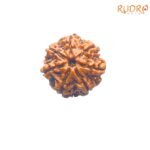 7-Mukhi-Nepal-Rudraksha-22.96-Mm-Fp-C.jpg