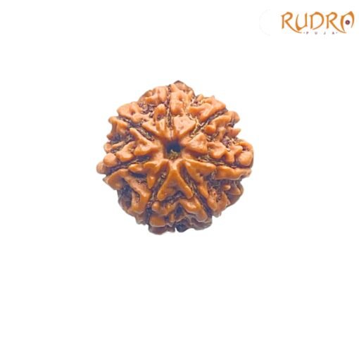 7-Mukhi-Nepal-Rudraksha-22.96-Mm-Fp-C.jpg
