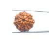 7-Mukhi-Nepal-Rudraksha-22.96-Mm-Mp-C.jpg