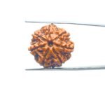 7-Mukhi-Nepal-Rudraksha-22.96-MM-MP-C.jpg