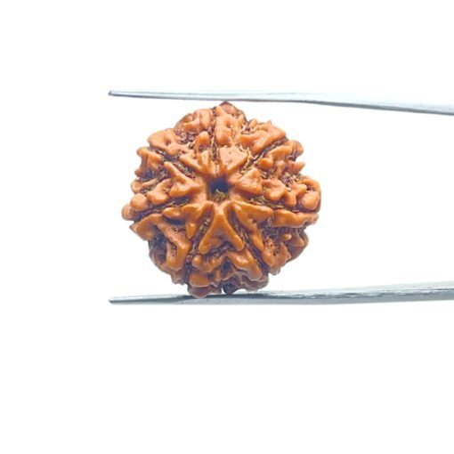 7-Mukhi-Nepal-Rudraksha-22.96-Mm-Mp-C.jpg
