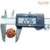 7 Mukhi Nepal Rudraksha (22.96 Mm) 15 7-Mukhi-Nepal-Rudraksha-22.96-Mm-Op-C.jpg