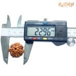 7-Mukhi-Nepal-Rudraksha-22.96-Mm-Op-C.jpg