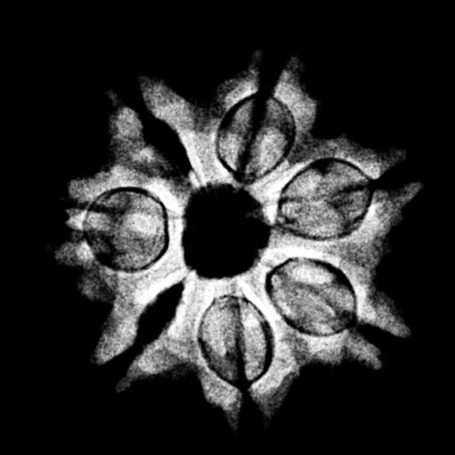 7 Mukhi Nepal Rudraksha (22.96 Mm) X-Ray