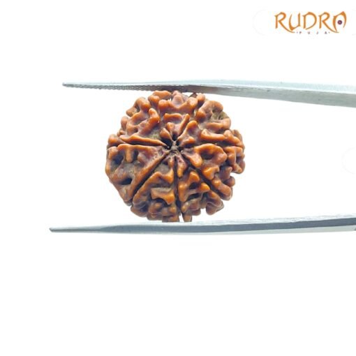 7-Mukhi-Nepal-Rudraksha-23.00-Mm-Bp-C.jpg
