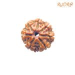 7-Mukhi-Nepal-Rudraksha-23.00-Mm-Fp-C.jpg