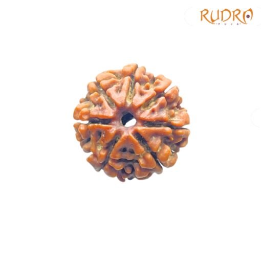 7-Mukhi-Nepal-Rudraksha-23.00-Mm-Fp-C.jpg
