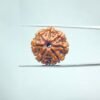 7-Mukhi-Nepal-Rudraksha-23.00-Mm-Mp-C.jpg