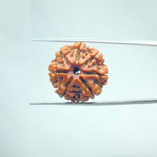 7-Mukhi-Nepal-Rudraksha-23.00-Mm-Mp-C.jpg