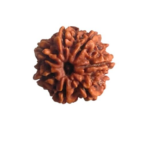 7 Mukhi Nepal Rudraksha ( 23.10 Mm)