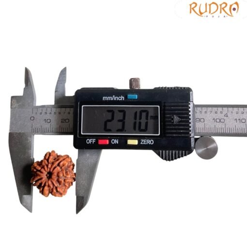 7 Mukhi Nepal Rudraksha ( 23.10 Mm)