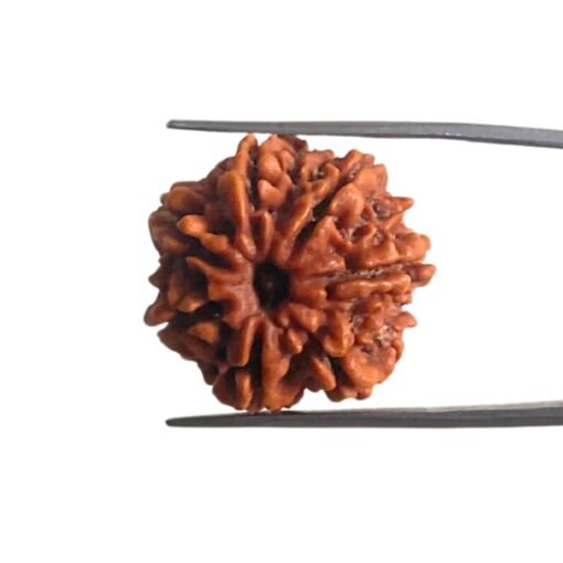 7 Mukhi Nepal Rudraksha ( 23.10 Mm)