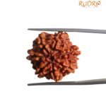 7 Mukhi Nepal Rudraksha ( 23.10 MM)