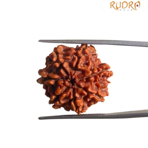 7 Mukhi Nepal Rudraksha ( 23.10 Mm)