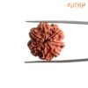 7 Mukhi Nepal Rudraksha (23.15 Mm) 13 7 Mukhi Nepal Rudraksha (23.15 Mm)