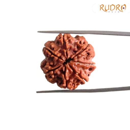 7 Mukhi Nepal Rudraksha (23.15 Mm)