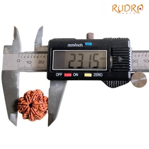 7 Mukhi Nepal Rudraksha (23.15 Mm)