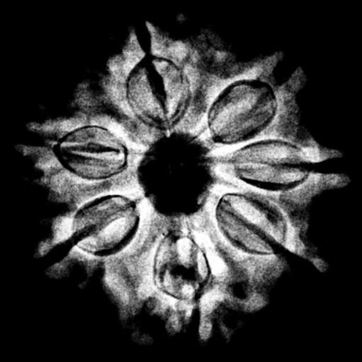 7 Mukhi Nepal Rudraksha (23.15 MM) x-ray