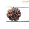 7 Mukhi Nepal Rudraksha (23.25 Mm) 13 7-Mukhi-Nepal-Rudraksha-23.25-Mm-Bp-C.jpg