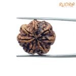 7-Mukhi-Nepal-Rudraksha-23.25-Mm-Bp-C.jpg