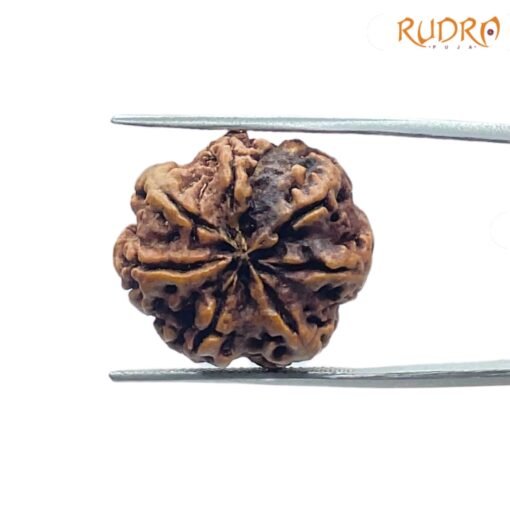 7-Mukhi-Nepal-Rudraksha-23.25-Mm-Bp-C.jpg