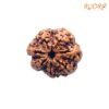 7 Mukhi Nepal Rudraksha (23.25 Mm) 14 7-Mukhi-Nepal-Rudraksha-23.25-Mm-Fp-C.jpg