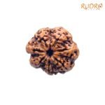 7-Mukhi-Nepal-Rudraksha-23.25-Mm-Fp-C.jpg
