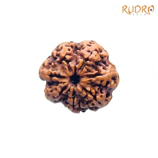 7-Mukhi-Nepal-Rudraksha-23.25-Mm-Fp-C.jpg