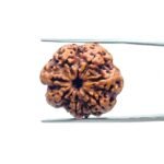7-Mukhi-Nepal-Rudraksha-23.25-MM-MP-C.jpg