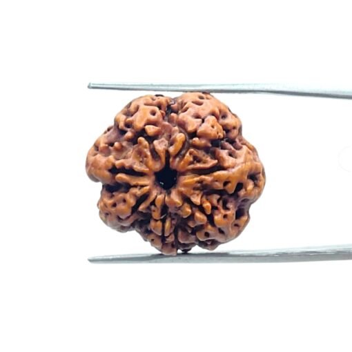7-Mukhi-Nepal-Rudraksha-23.25-Mm-Mp-C.jpg