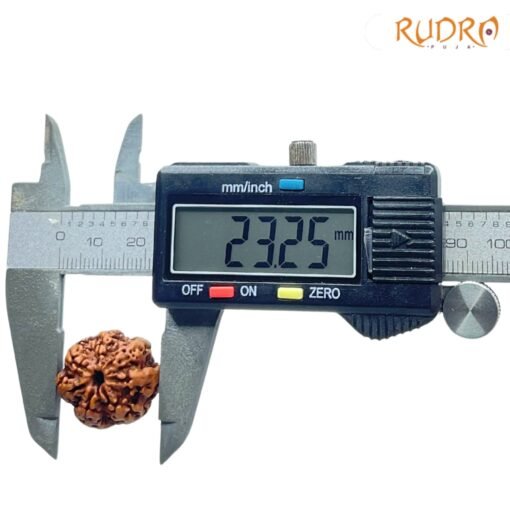 7-Mukhi-Nepal-Rudraksha-23.25-Mm-Op-C.jpg