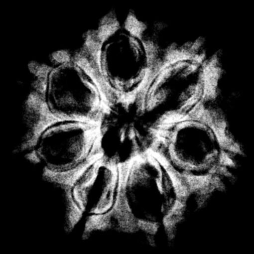 7 Mukhi Nepal Rudraksha (23.25 MM) x-ray