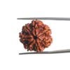 7 Mukhi Nepal Rudraksha (23.30 Mm)
