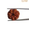 7 Mukhi Nepal Rudraksha (23.30 Mm) 13 7 Mukhi Nepal Rudraksha (23.30 Mm)