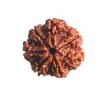 7 Mukhi Nepal Rudraksha (23.30 Mm)