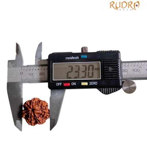 7 Mukhi Nepal Rudraksha (23.30 Mm)