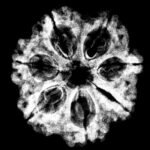 7 Mukhi Nepal Rudraksha (23.32 Mm) 9 7 Mukhi Nepal Rudraksha (23.32 Mm) X-Ray