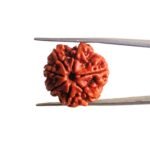 7-Mukhi-Nepal-Rudraksha-23.35-MM-MP-C.jpg
