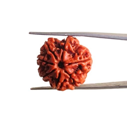 7-Mukhi-Nepal-Rudraksha-23.35-Mm-Mp-C.jpg