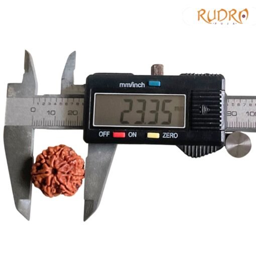 7-Mukhi-Nepal-Rudraksha-23.35-Mm-Op-C.jpg