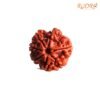 7 Mukhi Nepal Rudraksha (23.35 Mm) 13 7-Mukhi-Nepal-Rudraksha-23.35-Mm-Rp-C.jpg
