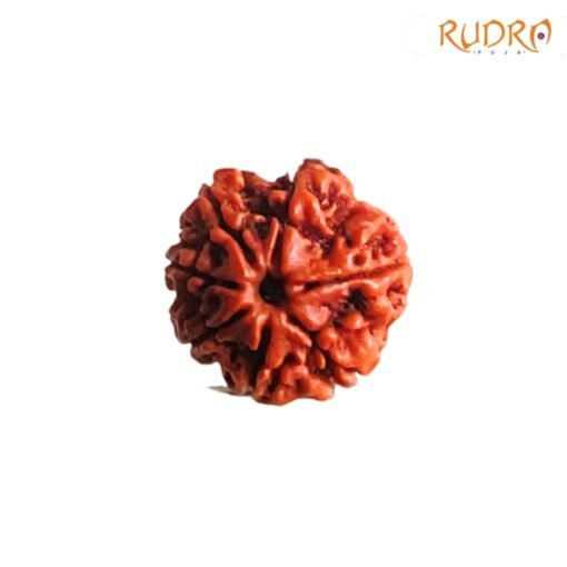 7-Mukhi-Nepal-Rudraksha-23.35-Mm-Rp-C.jpg