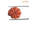 7 Mukhi Nepal Rudraksha (23.38 Mm) 14 7-Mukhi-Nepal-Rudraksha-23.38-Mm-Bp-C.jpg