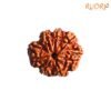 7 Mukhi Nepal Rudraksha (23.38 Mm) 13 7-Mukhi-Nepal-Rudraksha-23.38-Mm-Fp-C.jpg