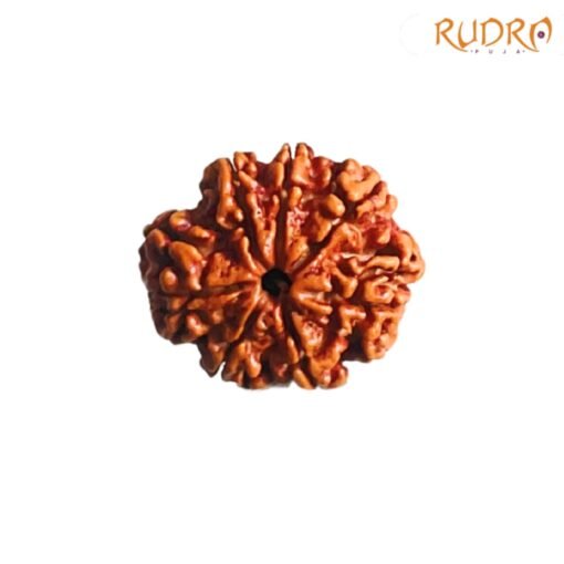 7-Mukhi-Nepal-Rudraksha-23.38-Mm-Fp-C.jpg