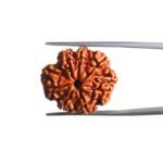 7 Mukhi Nepal Rudraksha (23.38 MM)