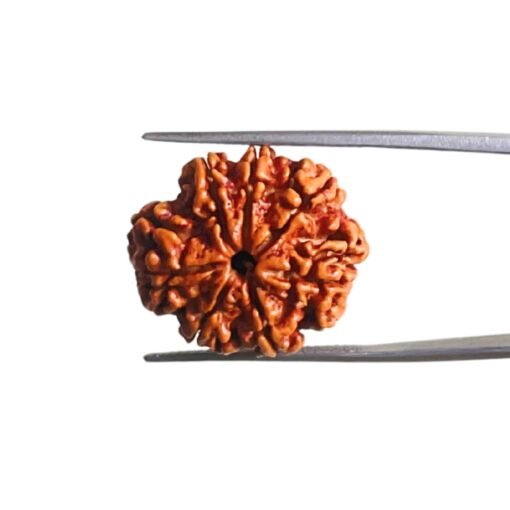7 Mukhi Nepal Rudraksha (23.38 Mm)